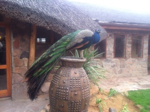 Peacock at Aquila Preserve
